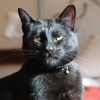 Mr Biggles